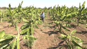 300ಕ್ಕೂ ಹೆಚ್ಚು ಬಾಳೆ ಗಿಡಗಳನ್ನ ಕಡಿದ ದುಷ್ಕರ್ಮಿಗಳು