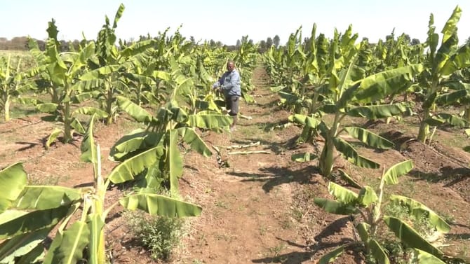 300ಕ್ಕೂ ಹೆಚ್ಚು ಬಾಳೆ ಗಿಡಗಳನ್ನ ಕಡಿದ ದುಷ್ಕರ್ಮಿಗಳು