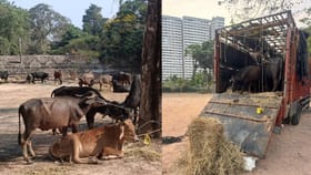 ಅಕ್ರಮವಾಗಿ ಜಾನುವಾರುಗಳ ಸಾಗಾಟ: ಸಿನೆಮಾ ಮಾದರಿ ದಾಳಿ ನಡೆಸಿದ ಪೊಲೀಸರು