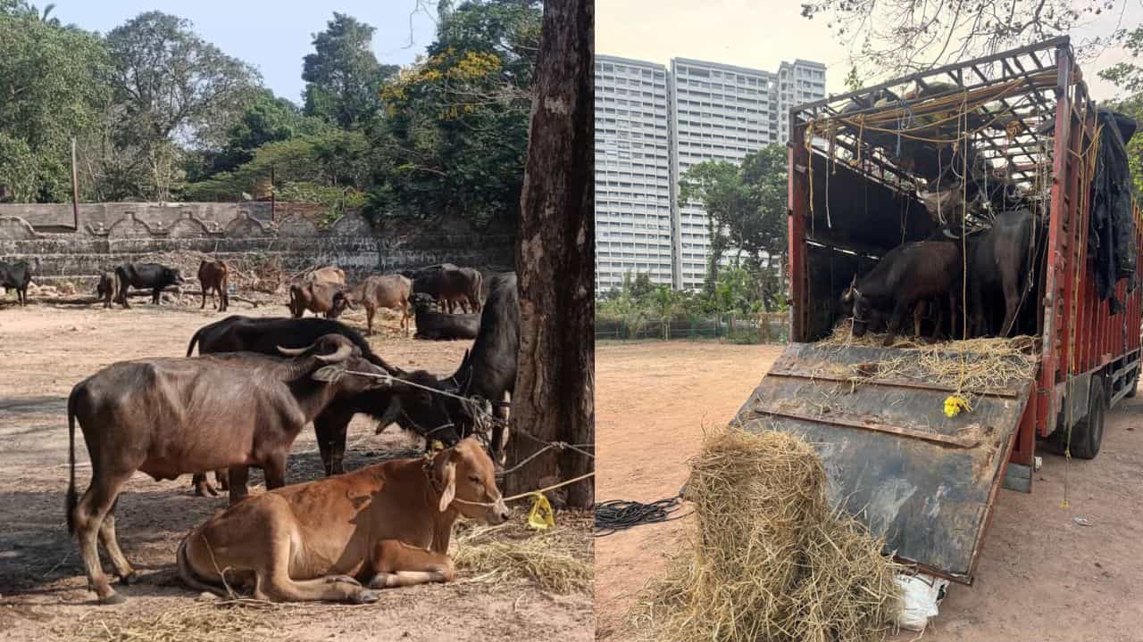 ಅಕ್ರಮವಾಗಿ ಜಾನುವಾರುಗಳ ಸಾಗಾಟ: ಸಿನೆಮಾ ಮಾದರಿ ದಾಳಿ ನಡೆಸಿದ ಮಂಗಳೂರಿನ ಕದ್ರಿ ಪೊಲೀಸರು ಅಕ್ರಮವಾಗಿ ಜಾನುವಾರುಗಳ ಸಾಗಾಟ: ಸಿನೆಮಾ ಮಾದರಿ ದಾಳಿ ನಡೆಸಿದ ಮಂಗಳೂರಿನ ಕದ್ರಿ ಪೊಲೀಸರು