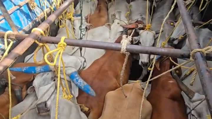 ಅಕ್ರಮವಾಗಿ ಬೆಂಗಳೂರಿಗೆ ಸಾಗಿಸುತ್ತಿದ್ದ 70ಕ್ಕೂ ಹೆಚ್ಚು ಗೋವುಗಳು ರಕ್ಷಣೆ, ಕೆಲವು ಹಸುಗಳು ಮೃತಪಟ್ಟಿರುವ ಶಂಕೆ ಅಕ್ರಮವಾಗಿ ಬೆಂಗಳೂರಿಗೆ ಸಾಗಿಸುತ್ತಿದ್ದ 70ಕ್ಕೂ ಹೆಚ್ಚು ಗೋವುಗಳು ರಕ್ಷಣೆ, ಕೆಲವು ಹಸುಗಳು ಮೃತಪಟ್ಟಿರುವ ಶಂಕೆ
