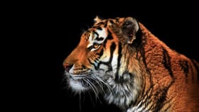 ಕರ್ನಾಟಕದಲ್ಲಿ ನಡೆಯಲಿದೆ ಭಾರತದ ಮೊದಲ ಅಂತಾರಾಷ್ಟೀಯ ಹುಲಿ ಶೃಂಗಸಭೆ!