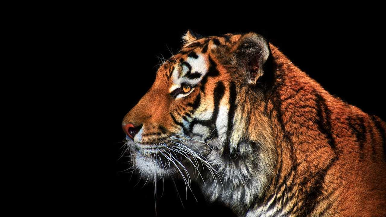 ಬಂಡೀಪುರ, ನಾಗರಹೊಳೆಯಲ್ಲಿ ನಡೆಯಲಿದೆ ಭಾರತದ ಮೊದಲ ಅಂತಾರಾಷ್ಟೀಯ ಹುಲಿ ಶೃಂಗಸಭೆ! ಬಂಡೀಪುರ, ನಾಗರಹೊಳೆಯಲ್ಲಿ ನಡೆಯಲಿದೆ ಭಾರತದ ಮೊದಲ ಅಂತಾರಾಷ್ಟೀಯ ಹುಲಿ ಶೃಂಗಸಭೆ!