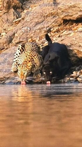 ಒಟ್ಟಿಗೆ ನೀರು ಕುಡಿದ ಚಿರತೆ, ಬ್ಲ್ಯಾಕ್ ಪ್ಯಾಂಥರ್: ಅಪರೂಪದ ದೃಶ್ಯ