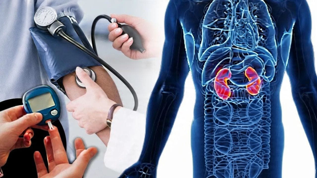 ಹೈಬಿಪಿ, ಡಯಾಬಿಟಿಸ್ ಕಿಡ್ನಿಗೆ ಹಾನಿ ಮಾಡುತ್ತದೆಯೇ? ನೀವು ತಿಳಿಯಬೇಕಾದ ವಿಷಯಗಳಿವು! ಹೈಬಿಪಿ, ಡಯಾಬಿಟಿಸ್ ಕಿಡ್ನಿಗೆ ಹಾನಿ ಮಾಡುತ್ತದೆಯೇ? ನೀವು ತಿಳಿಯಬೇಕಾದ ವಿಷಯಗಳಿವು!