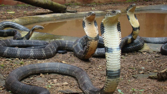 ಪಿಲಿಕುಳದಲ್ಲಿ ಕಾಳಿಂಗ ಸರ್ಪದ ಹೆಸರಲ್ಲೂ ನಡೀತಾ ಭ್ರಷ್ಟಾಚಾರ?