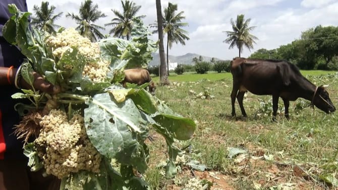 'ಕೃಷಿ ಕಣಜ' ಕೋಲಾರಕ್ಕೆ ದೊಡ್ಡ ಸಂಕಷ್ಟ