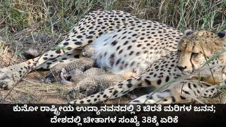 ಕುನೋ ರಾಷ್ಟ್ರೀಯ ಉದ್ಯಾನವನದಲ್ಲಿ 3 ಚಿರತೆ ಮರಿಗಳ ಜನನ; ದೇಶದಲ್ಲಿ ಚೀತಾಗಳ ಸಂಖ್ಯೆ 38ಕ್ಕೆ ಏರಿಕೆ ಕುನೋ ರಾಷ್ಟ್ರೀಯ ಉದ್ಯಾನವನದಲ್ಲಿ 3 ಚಿರತೆ ಮರಿಗಳ ಜನನ; ದೇಶದಲ್ಲಿ ಚೀತಾಗಳ ಸಂಖ್ಯೆ 38ಕ್ಕೆ ಏರಿಕೆ