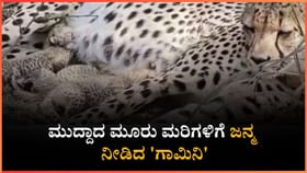 ಮುದ್ದಾದ ಮೂರು ಮರಿಗಳಿಗೆ ಜನ್ಮ ನೀಡಿದ 'ಗಾಮಿನಿ'