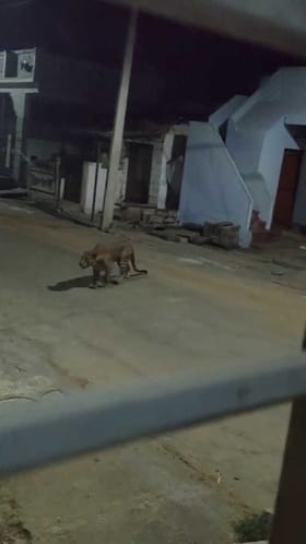 ರಾತ್ರಿ ವೇಳೆ ರಾಜಾರೋಷವಾಗಿ ಮನೆ ಮುಂದೆ ಓಡಾಡಿದ ಚಿರತೆ!