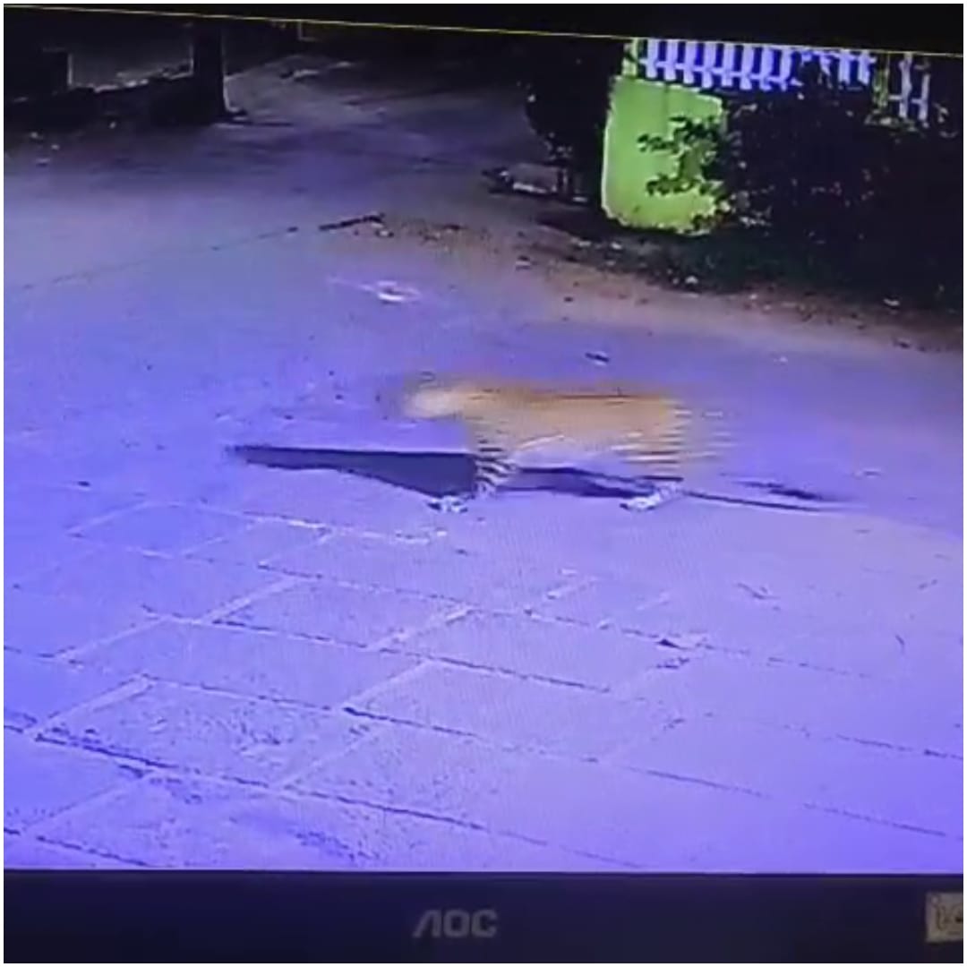 ಮಂಗಳೂರು ನಗರಕ್ಕೇ ಎಂಟ್ರಿಕೊಟ್ಟ ಚಿರತೆ: ಕದ್ರಿ ಬಳಿ ಚಿರತೆ ಓಡಾಟದ ವಿಡಿಯೋ ವೈರಲ್