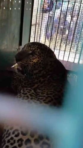 ಗ್ರಾಮಸ್ಥರ ನಿದ್ದೆಗೆಡಿಸಿದ್ದ ಚಿರತೆ ಬೋನಿಗೆ