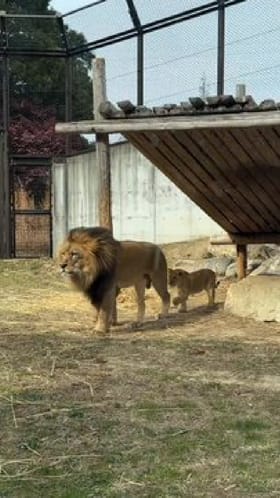 ತಾಯಿಯ ಬಾಲ ಎಳೆದು ಸಿಂಹದ ಮರಿಯ ತುಂಟಾಟ