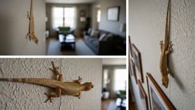 ಮನೆಯಲ್ಲಿ ಪದೇ ಪದೇ ಹಲ್ಲಿ ಕಾಣಿಸಿಕೊಳ್ಳುತ್ತಿದ್ದರೆ ಏನರ್ಥ?