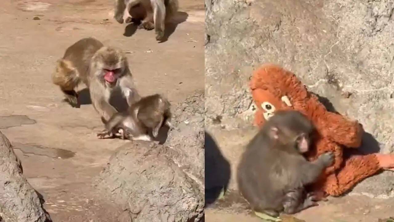 Video: ಗೊಂಬೆಯೇ ಈ ಕೋತಿ ಮರಿಯ ಕುಟುಂಬ, ಬೇರೆ ಕೋತಿಗಳು ಕೊಡುವ ಕಾಟ ನೋಡಿದ್ರೆ ನಿಮ್ಮ ಕಣ್ಣಲ್ಲೂ ನೀರು ಬರುತ್ತೆ Video: ಗೊಂಬೆಯೇ ಈ ಕೋತಿ ಮರಿಯ ಕುಟುಂಬ, ಬೇರೆ ಕೋತಿಗಳು ಕೊಡುವ ಕಾಟ ನೋಡಿದ್ರೆ ನಿಮ್ಮ ಕಣ್ಣಲ್ಲೂ ನೀರು ಬರುತ್ತೆ