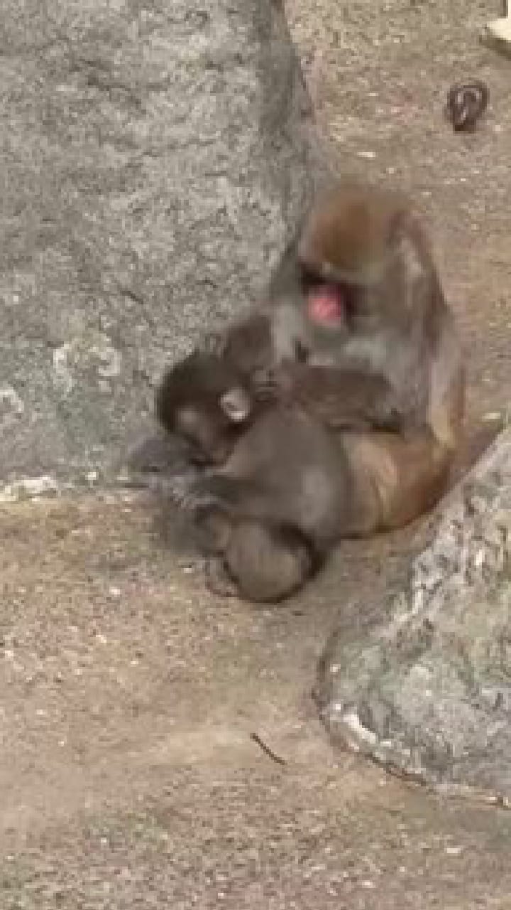 ನಿಮ್ಮ ಮೂಡ್ ಸರಿಯಿಲ್ಲದಿದ್ದರೆ ಈ ವಿಡಿಯೋ ನೋಡಿ!