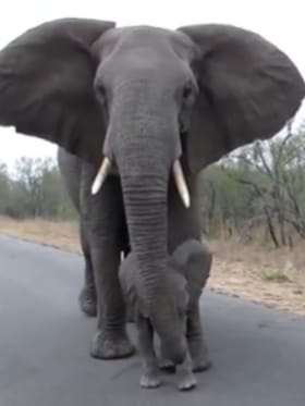 ಅಮ್ಮಾ ಅಲ್ಲಿಗೆ ಹೋಗ್ಲಾ, ಬೇಡ ಕಂದ ಅವ್ರು ಮನುಷ್ಯರು