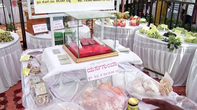 ಇದು ಜಗತ್ತಿನ ದುಬಾರಿ ಅಣಬೆ: ಬೆಲೆ ಕೇಳಿದ್ರೆ ಶಾಕ್​​ ಆಗೋದು ಗ್ಯಾರಂಟಿ