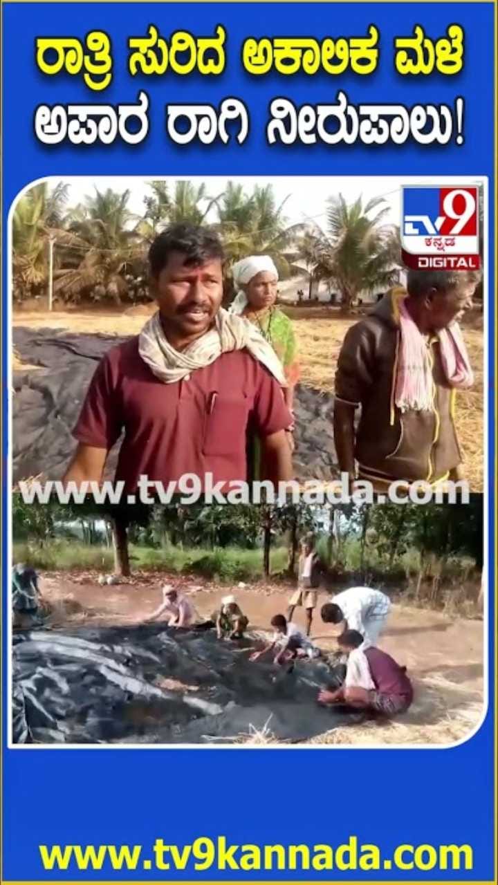 ಕೆ ಆರ್ ನಗರ ತಾಲೂಕಿನಲ್ಲಿ ಅಕಾಲಿಕ ಮಳೆಗೆ ರೈತರು ಕಂಗಾಲು!