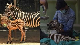 ಮೈಸೂರು ಝೂನಲ್ಲಿ ಮರಿಗೆ ಜನ್ಮ ನೀಡಿದ್ದ ಹೆಣ್ಣು ಜೀಬ್ರಾ 'ಪ್ರಾಚಿ' ನಿಧನ!