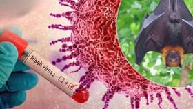 ಮತ್ತೆ ನಿಫಾ ಟೆನ್ಷನ್​: ಕರ್ನಾಟಕದಲ್ಲಿ ಹೈ ಅಲರ್ಟ್​!