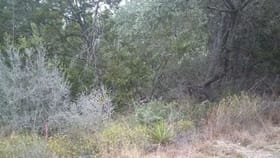 ದಟ್ಟವಾದ ಕಾನನದಲ್ಲಿ ಅಡಗಿ ಕುಳಿತಿರುವ ಚಿರತೆಯನ್ನು ಗುರುತಿಸಬಲ್ಲಿರಾ