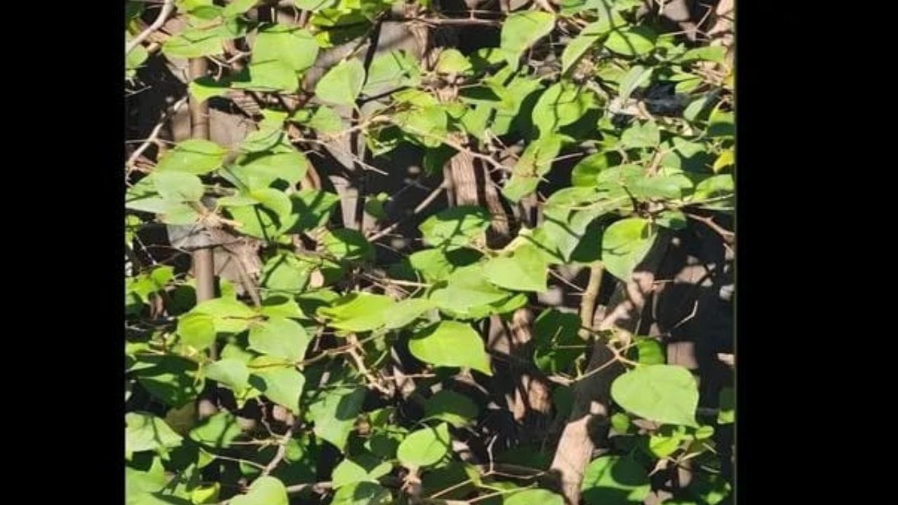 Optical Illusion: ಹಚ್ಚ ಹಸಿರಿನ ಮರದಲ್ಲಿ ಅಡಗಿ ಕುಳಿತಿರುವ ಹಮ್ಮಿಂಗ್ ಬರ್ಡ್ನ್ನು ಕಂಡು ಹಿಡಿಯುವಿರಾ Optical Illusion: ಹಚ್ಚ ಹಸಿರಿನ ಮರದಲ್ಲಿ ಅಡಗಿ ಕುಳಿತಿರುವ ಹಮ್ಮಿಂಗ್ ಬರ್ಡ್ನ್ನು ಕಂಡು ಹಿಡಿಯುವಿರಾ