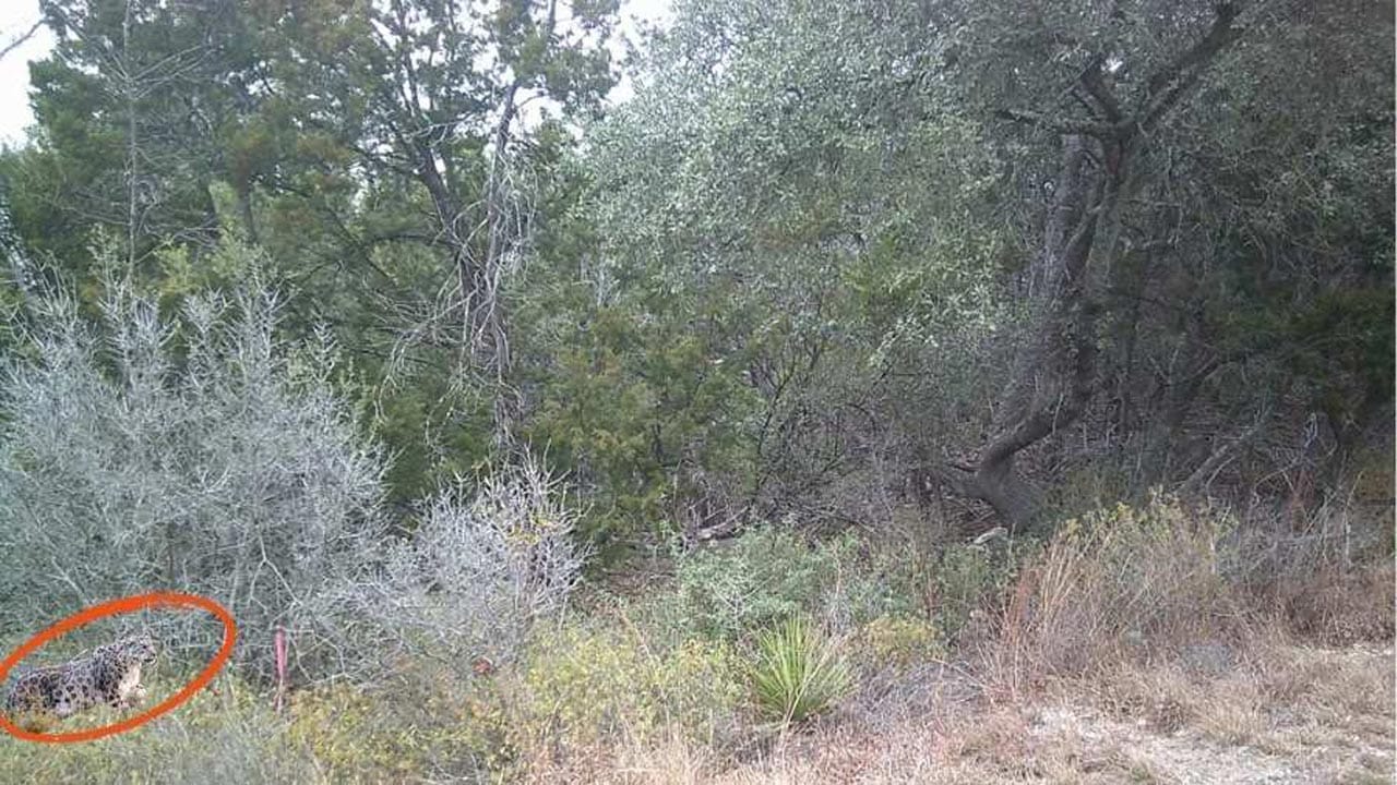 Optical Illusion Answer