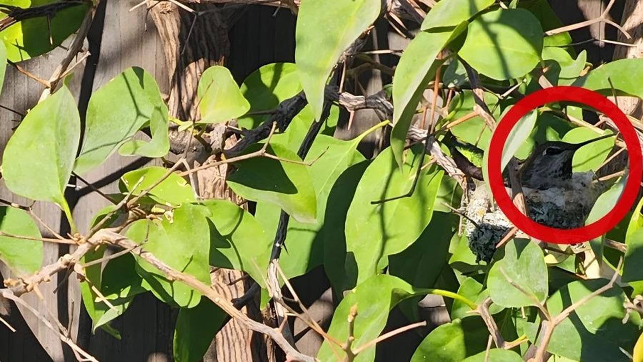 Optical Illusion Answer