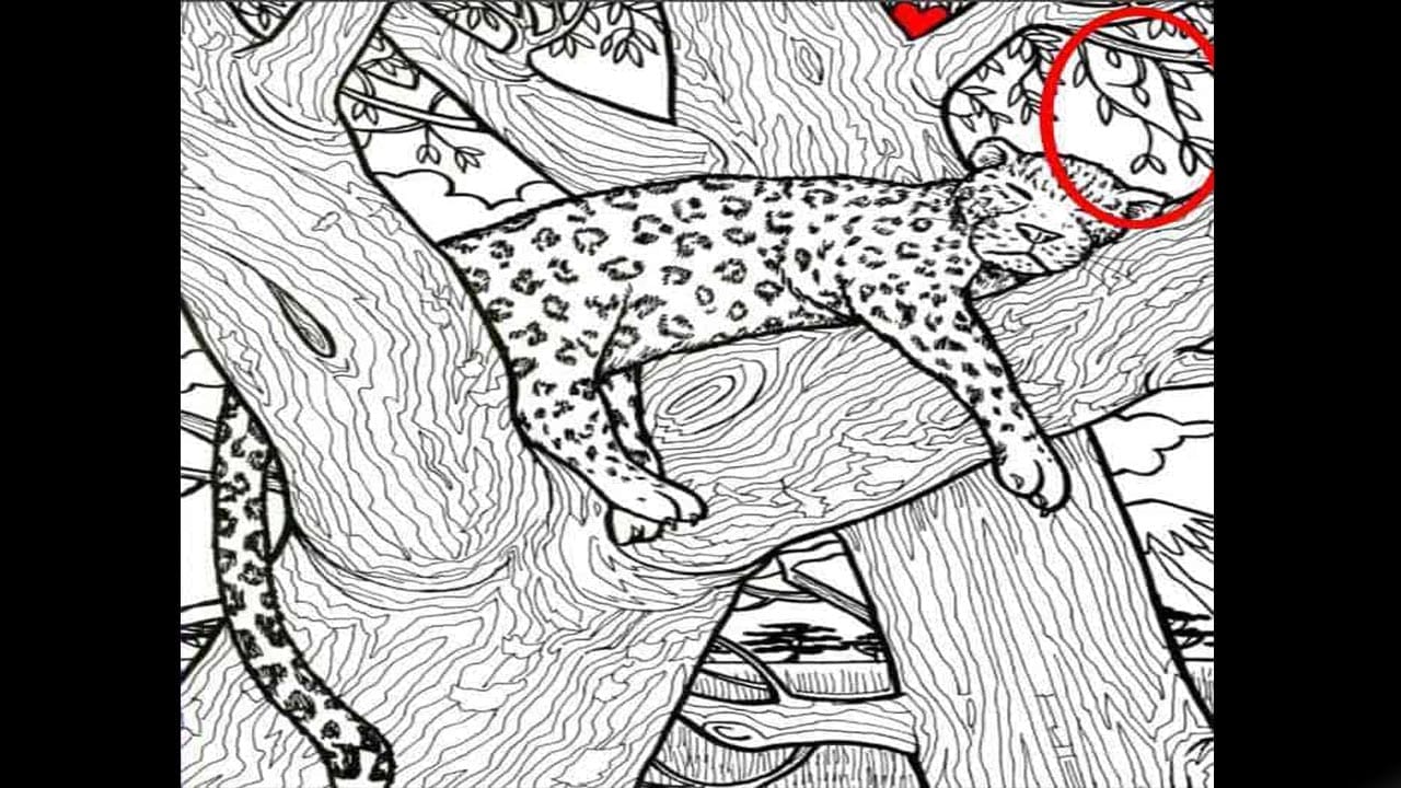 ಆಪ್ಟಿಕಲ್ ಇಲ್ಯೂಷನ್ ಉತ್ತರ