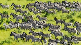 ಈ ಚಿತ್ರದಲ್ಲಿ ಜೀಬ್ರಾಗಳ ನಡುವೆ ಅಡಗಿರುವ ಹುಲಿಯನ್ನು ಗುರುತಿಸಬಲ್ಲಿರಾ