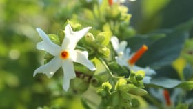 ಮನೆಯ ಹತ್ತಿರ ಪಾರಿಜಾತ ಗಿಡ ಇರುವುದು ಅಶುಭನಾ? ಜ್ಯೋತಿಷ್ಯ ಸಲಹೆ ಇಲ್ಲಿದೆ