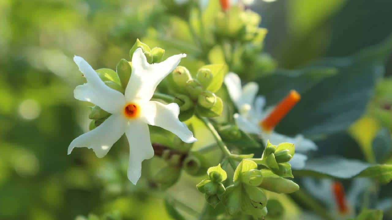 Parijatha Plant: ಮನೆಯ ಹತ್ತಿರ ಪಾರಿಜಾತ ಗಿಡ ಇರುವುದು ಅಶುಭನಾ? ಜ್ಯೋತಿಷ್ಯ ಸಲಹೆ ಇಲ್ಲಿದೆ Parijatha Plant: ಮನೆಯ ಹತ್ತಿರ ಪಾರಿಜಾತ ಗಿಡ ಇರುವುದು ಅಶುಭನಾ? ಜ್ಯೋತಿಷ್ಯ ಸಲಹೆ ಇಲ್ಲಿದೆ