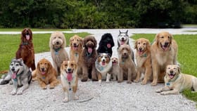 ಸಾಕು ನಾಯಿಗಳಿಗೆ ಹೊಸ ರೂಲ್ಸ್ : ಮೀರಿದ್ರೆ ಮಾಲೀಕರ ಮೇಲೆ ಕೇಸ್​!