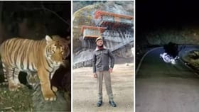 ಬೈಕ್​​ನಲ್ಲಿದ್ದ ಪೊಲೀಸ್ ಅಧಿಕಾರಿ ಮೇಲೆ ದಾಳಿ ನಡೆಸಿ ಎಳೆದೊಯ್ದ ಹುಲಿ