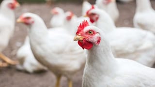 ಪಿಎಂ ಕಿಸಾನ್ ಯೋಜನೆಗೆ 7 ವರ್ಷ; 22ನೇ ಕಂತಿನ ಹಣ ಸದ್ಯದಲ್ಲೇ