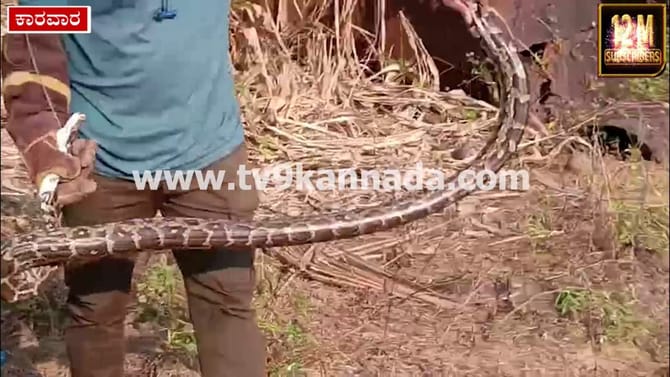 ಕಾರವಾರದ ಕಠಿಣಕೋಣ ಗ್ರಾಮದಲ್ಲಿ ಒಂದೇ ಕಡೆ 6 ಹೆಬ್ಬಾವು ಪತ್ತೆ!