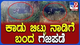 ಕಾಡಿನಿಂದ ನಾಡಿಗೆ ಬಂದ್ವು ಮೂರು ಕಾಡಾನೆಗಳು!