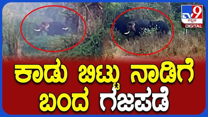 ಕಾಡಿನಿಂದ ನಾಡಿಗೆ ಬಂದ್ವು ಮೂರು ಕಾಡಾನೆಗಳು!