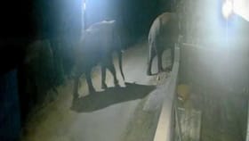 ತಡರಾತ್ರಿ ಗ್ರಾಮದಲ್ಲಿ ಓಡಾಡಿದ ಕಾಡಾನೆಗಳ ಹಿಂಡು!