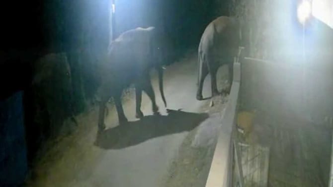 ತಡರಾತ್ರಿ ಗ್ರಾಮದಲ್ಲಿ ಓಡಾಡಿದ ಕಾಡಾನೆಗಳ ಹಿಂಡು!