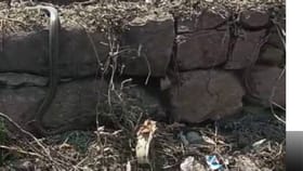 ಲಕ್ಕುಂಡಿಯಲ್ಲಿ‌ ಮತ್ತೊಂದು ಅಚ್ಚರಿ: ದೇಗುಲದ ಬಳಿ ನಿಜ ನಾಗಸರ್ಪ ಪತ್ತೆ!