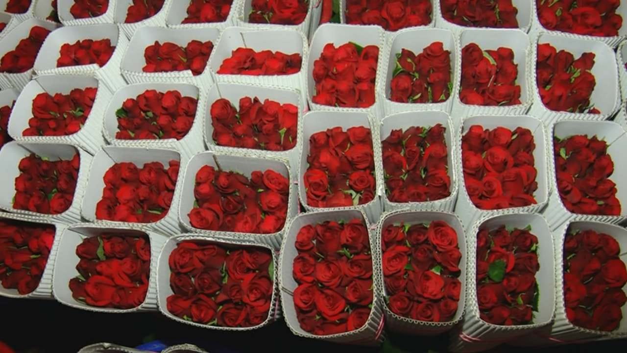 ಕೆಂಪು ಗುಲಾಬಿ ಕಂಡರೆ ಯಾರಿಗೆ ತಾನೇ ಇಷ್ಟ ಆಗಲ್ಲ ಹೇಳಿ. ಅದರಲ್ಲೂ ಪ್ರೇಮಿಗಳ ದಿನಾಚರಣೆ ಬೇರೆ. ಪ್ರೀತಿಯ ಹುಡುಗಿಯನ್ನು ಓಲೈಸಿಕೊಳ್ಳಲು, ಒಲಿಯದ ಹುಡುಗನನ್ನು ತಬ್ಬಿಕೊಳ್ಳಲು ರೆಡ್ ರೋಸ್ ಬೇಕೇಬೇಕು. ಹೀಗಾಗಿ ರೆಡ್ ರೋಸ್​​ಗೆ ಭಾರೀ ಡಿಮ್ಯಾಂಡ್ ಬಂದಿದೆ. ರೈತರ ಮೊಗದಲ್ಲಿ ಮಂದಹಾಸ ಮೂಡಿದೆ. 
