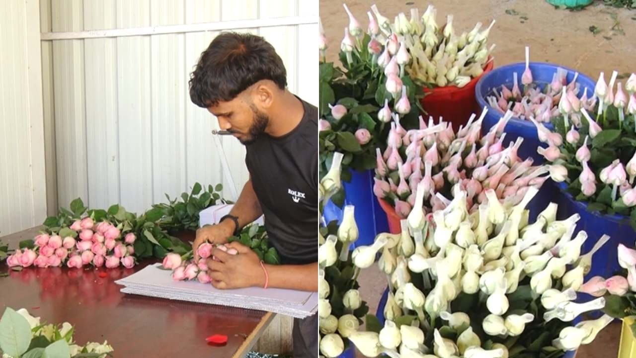 ಫೆಬ್ರವರಿ 14 ಬಂದರೆ ಸಾಕು ಪ್ರೇಮಿಗಳಿಗೆ ಎಲ್ಲಿಲ್ಲದ ರೋಮಾಂಚನ. ಮತ್ತೊಂದೆಡೆ ಇದೇ ಪ್ರೇಮಿಗಳ ದಿನದಂದು ಚಿಕ್ಕಬಳ್ಳಾಪುರ ಜಿಲ್ಲೆಯ ಗುಲಾಬಿ ಬೆಳೆದ ರೈತರ ಮೊಗದಲ್ಲಿ ಮಂದಹಾಸ ಮೂಡುತ್ತೆ. ದೊಡ್ಡದೊಡ್ಡ ವರ್ತಕರು ತಲಾ ಒಂದು ರೆಡ್ ರೋಸ್​​​ಗೆ 20 ರೂ ಹಣ ಕೊಟ್ಟು ಖರೀದಿ ಮಾಡಿ ವಿದೇಶಗಳಿಗೆ ರಪ್ತು ಮಾಡುತ್ತಿದ್ದಾರೆ.

