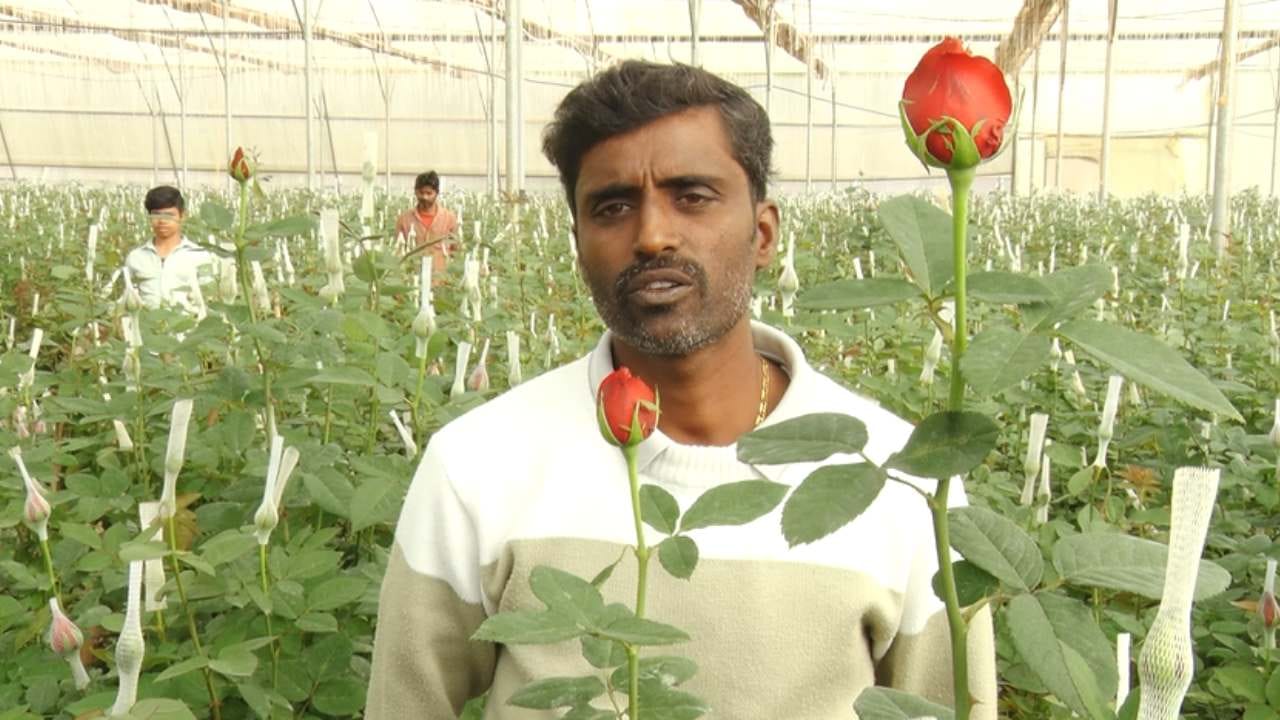 ಇನ್ನು ಚಿಕ್ಕಬಳ್ಳಾಪುರ ಜಿಲ್ಲೆಯ ಚಿಂತಾಮಣಿ ತಾಲೂಕಿನ ಆನೂರು ಹೊಸಕೋಟೆ ನಿವಾಸಿ ಕೃಷ್ಣರೆಡ್ಡಿ ಎನ್ನುವವರು 4 ಎಕರೆ ಪಾಲಿ ಹೌಸ್​ನಲ್ಲಿ, ವಿವಿಧ ಬಣ್ಣಗಳ ಕಲರ್ ಪುಲ್ ಗುಲಾಬಿ ಬೆಳೆದಿದ್ದು, ಇದೀಗ ಸಿಕ್ಕಾಪಟ್ಟೆ ಡಿಮ್ಯಾಂಡ್ ಬಂದಿದೆ.
