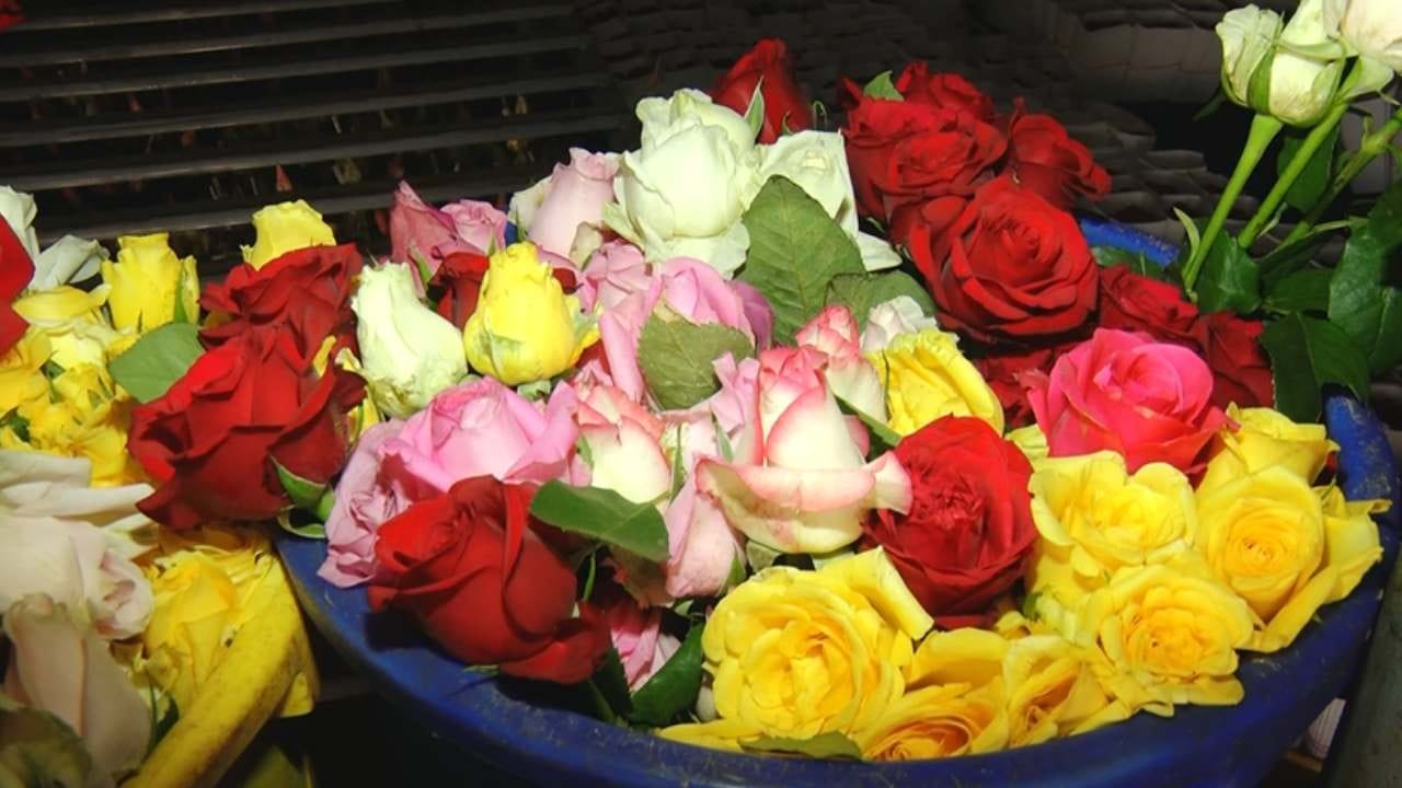 16 ಕಲರ್​​ಗಳ ಗುಲಾಬಿ ಬೆಳೆಯಲಾಗಿದೆ. ಅದರಲ್ಲಿ ಸದ್ಯ ಪ್ರೇಮಿಗಳ ದಿನಾಚರಣೆ ಪ್ರಯುಕ್ತ ರೆಡ್ ರೋಸ್​​​ಗೆ ಭಾರೀ ಡಿಮ್ಯಾಂಡ್ ಬಂದಿದೆ. ಅದರಲ್ಲೂ ಗುಲಾಬಿಯ ನೀಳಕಾಂಡ, ಹೊಳಪು ವೈಯ್ಯಾರ, ಮುಳ್ಳುಗಳಲ್ಲಿಲ್ಲದ ಕೆಂಪು ಬಣ್ಣದ ಕೆಂಗುಲಾಬಿಗೆ ಇನ್ನೂ ಡಿಮ್ಯಾಂಡ್ ಹೆಚ್ಚಾಗಿದೆ. 
