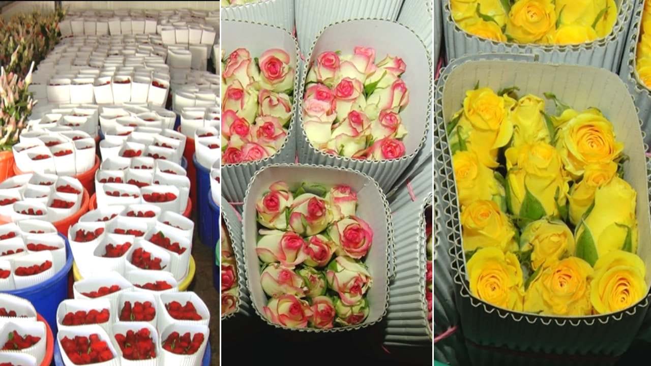 ಚಿಕ್ಕಬಳ್ಳಾಪುರ, ಕೋಲಾರ ಜಿಲ್ಲೆಗಳಲ್ಲಿ ಬೆಳೆಯುವ ಗುಲಾಬಿಗೆ ದೇಶ, ವಿದೇಶಗಳಲ್ಲಿ ಭಾರೀ ಡಿಮ್ಯಾಂಡ್ ಇದೆಯಂತೆ.
