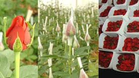 ವ್ಯಾಲೆಂಟೈನ್ಸ್ ಡೇ ಹಿನ್ನೆಲೆ ಕೆಂಗುಲಾಬಿಗೆ ಭಾರೀ ಬೇಡಿಕೆ: ರೈತರಿಗೆ ಖುಷಿ