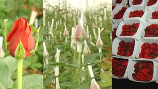 ವ್ಯಾಲೆಂಟೈನ್ಸ್ ಡೇ ಹಿನ್ನೆಲೆ ಕೆಂಪು ಸುಂದರಿಗೆ ಭಾರೀ ಬೇಡಿಕೆ: ಕೆಂಗುಲಾಬಿ ಬೆಳೆದ ರೈತರ ಜೇಬಿಗೆ ಜಣಜಣ ಕಾಂಚಾಣ