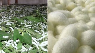 ಕೊರೊನಾ ಬಳಿಕ ಮೊದಲ ಬಾರಿಗೆ ರೇಷ್ಮೆ ಗೂಡಿಗೆ ಬಂಗಾರದ ಬೆಲೆ: ದಾಖಲೆ ದರಕ್ಕೆ ರೈತರು ಫುಲ್ ಖುಷ್